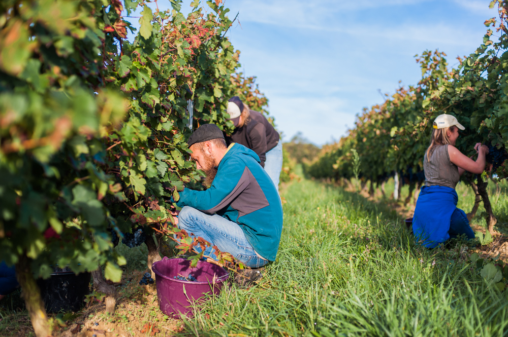 vendanges à Nartus