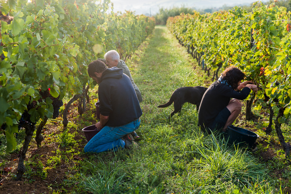 vendanges à Nartus